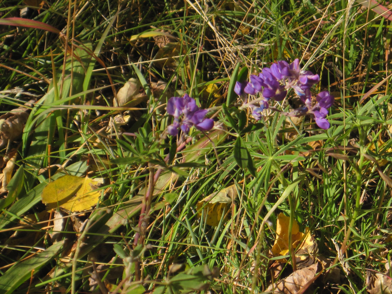 IMG_6876.JPG
